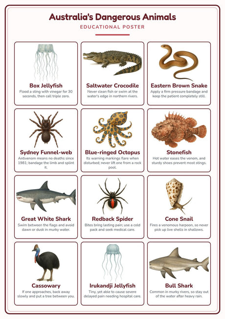 4-Pack Australia's Deadliest Animals Educational Posters Set - A4 Matte Laminated Prints (210x297mm)