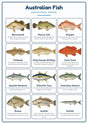 Australian Fish: A4 Matte Laminated Educational Poster Print - 210x297mm
