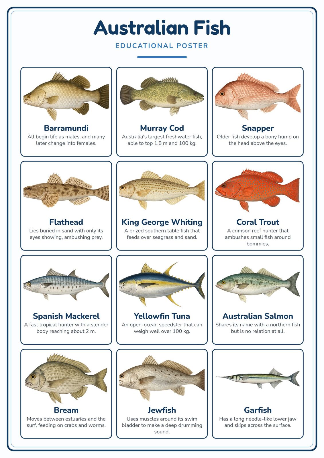 Australian Fish: A4 Matte Laminated Educational Poster Print - 210x297mm