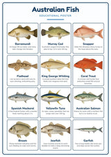 Australian Fish: A4 Matte Laminated Educational Poster Print - 210x297mm