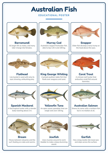10-Pack Australian Wildlife Educational Posters Set - A4 Matte Laminated Prints (210x297mm)