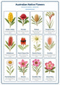 Australian Native Flowers: A4 Matte Laminated Educational Poster Print - 210x297mm