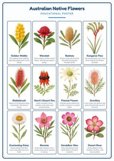 Australian Native Flowers: A4 Matte Laminated Educational Poster Print - 210x297mm