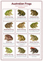 Australian Frogs: A4 Matte Laminated Educational Poster Print - 210x297mm