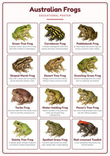 Australian Frogs: A4 Matte Laminated Educational Poster Print - 210x297mm