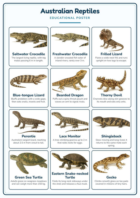 10-Pack Australian Wildlife Educational Posters Set - A4 Matte Laminated Prints (210x297mm)
