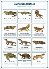 Australian Reptiles: A4 Matte Laminated Educational Poster Print - 210x297mm