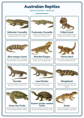 Australian Reptiles: A4 Matte Laminated Educational Poster Print - 210x297mm