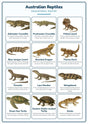 Australian Reptiles: A4 Matte Laminated Educational Poster Print - 210x297mm