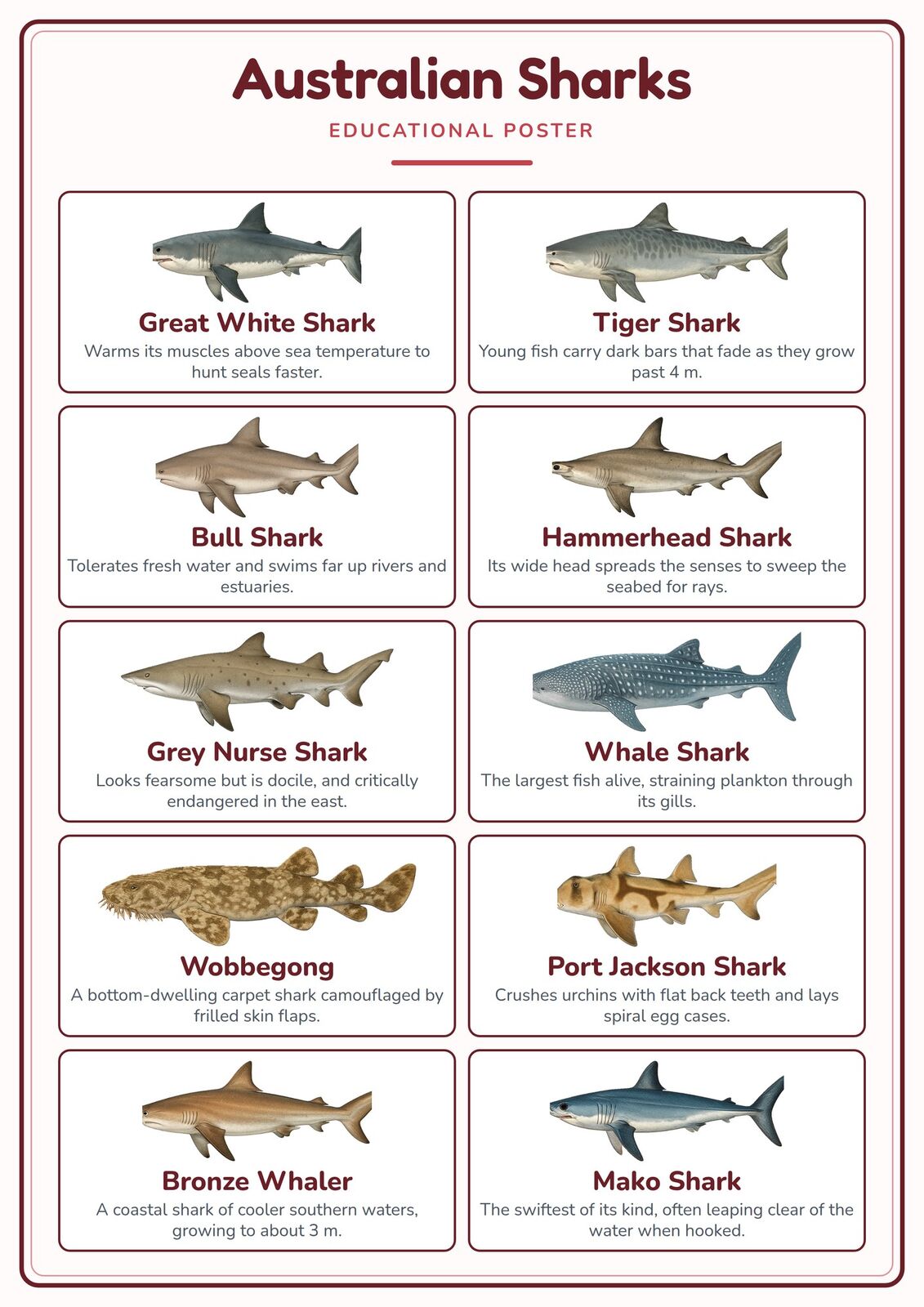 Australian Sharks: A4 Matte Laminated Educational Poster Print - 210x297mm