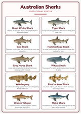 Australian Sharks: A4 Matte Laminated Educational Poster Print - 210x297mm