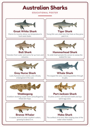 Australian Sharks: A4 Matte Laminated Educational Poster Print - 210x297mm