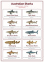 Australian Sharks: A4 Matte Laminated Educational Poster Print - 210x297mm