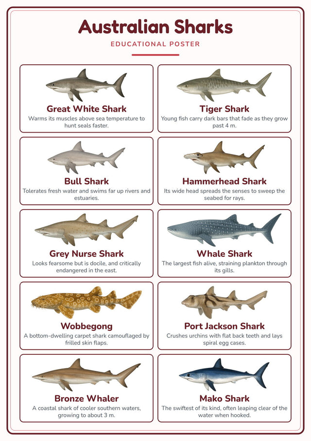Australian Sharks: A4 Matte Laminated Educational Poster Print - 210x297mm