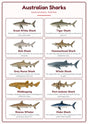 Australian Sharks: A4 Matte Laminated Educational Poster Print - 210x297mm
