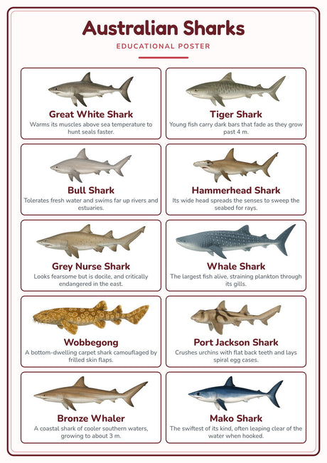 Australian Sharks: A4 Matte Laminated Educational Poster Print - 210x297mm