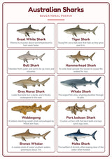 Australian Sharks: A4 Matte Laminated Educational Poster Print - 210x297mm