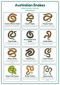 Australian Snakes: A4 Matte Laminated Educational Poster Print - 210x297mm
