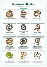 Australian Snakes: A4 Matte Laminated Educational Poster Print - 210x297mm