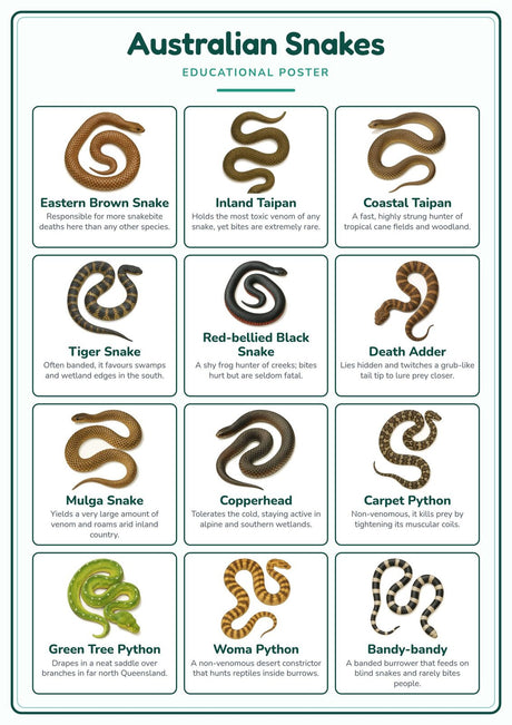 4-Pack Australia's Deadliest Animals Educational Posters Set - A4 Matte Laminated Prints (210x297mm)