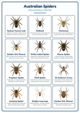 Australian Spiders: A4 Matte Laminated Educational Poster Print - 210x297mm