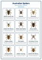 Australian Spiders: A4 Matte Laminated Educational Poster Print - 210x297mm