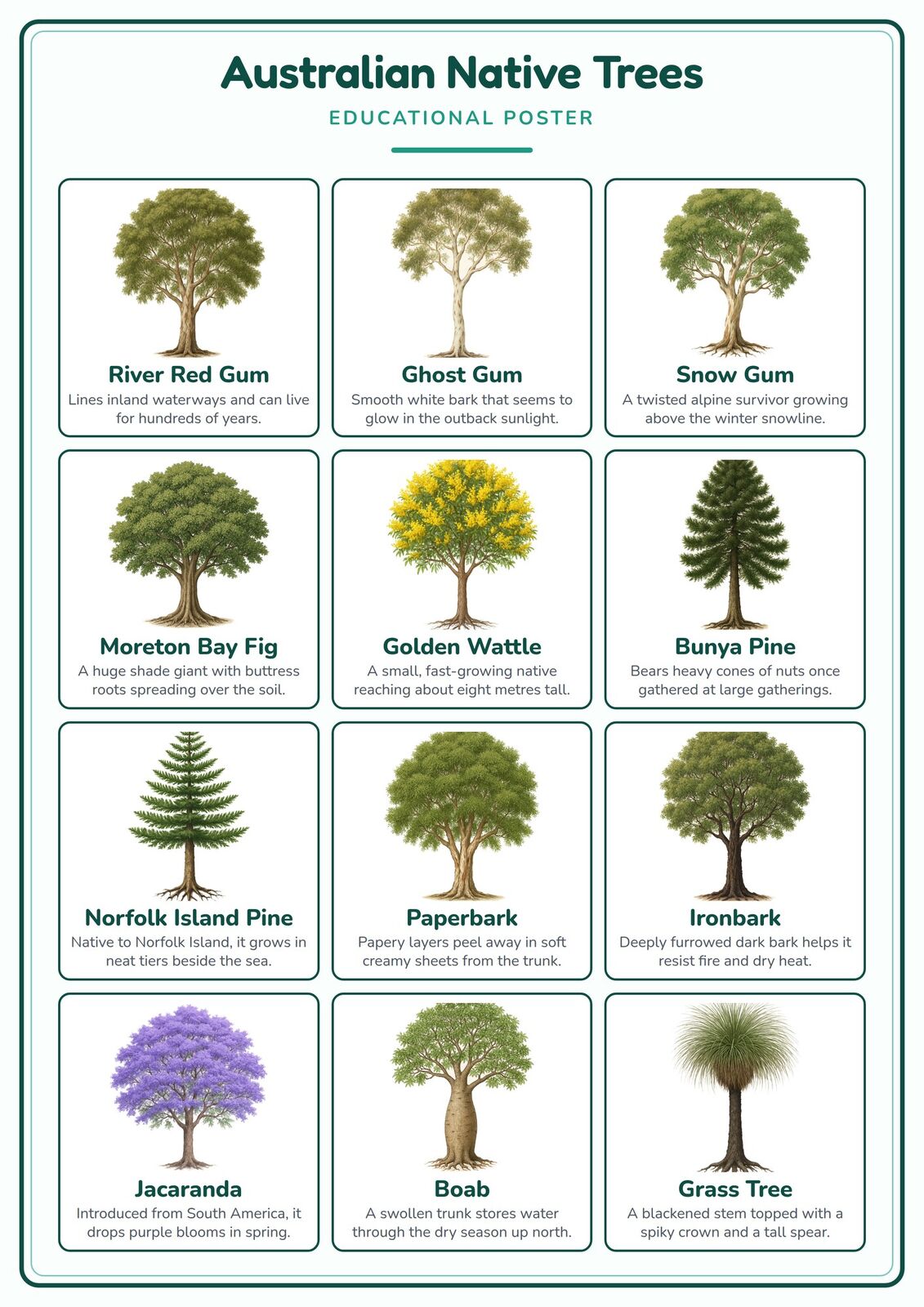Australian Native Trees: A4 Matte Laminated Educational Poster Print - 210x297mm