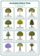Australian Native Trees: A4 Matte Laminated Educational Poster Print - 210x297mm