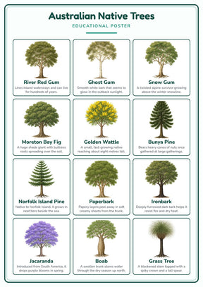 Australian Native Trees: A4 Matte Laminated Educational Poster Print - 210x297mm