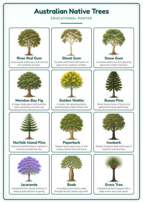 Australian Native Trees: A4 Matte Laminated Educational Poster Print - 210x297mm