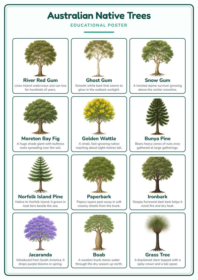 Australian Native Trees: A4 Matte Laminated Educational Poster Print - 210x297mm