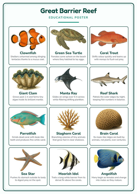 4-Pack Australia Basics Educational Posters Set - A4 Matte Laminated Prints (210x297mm)