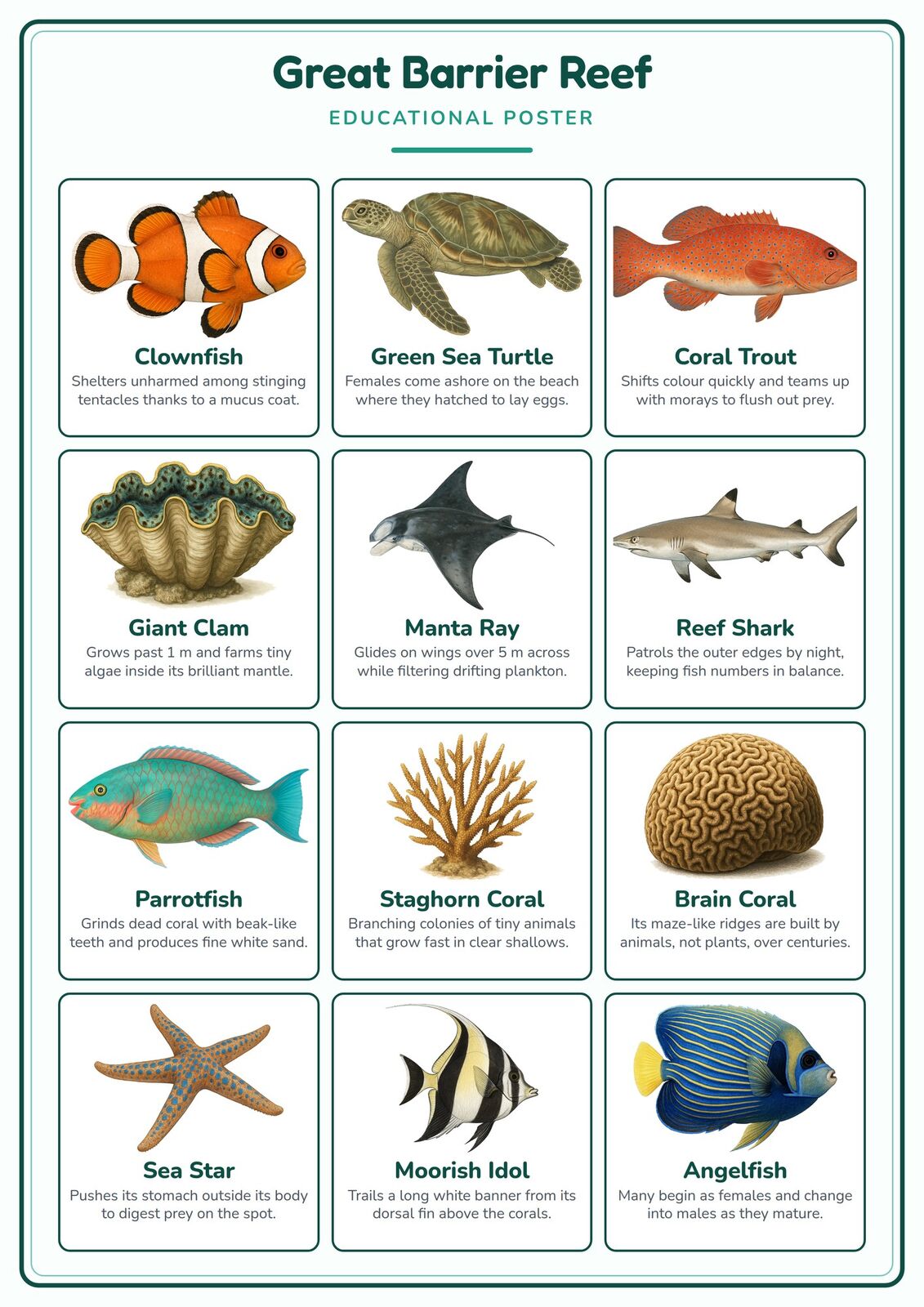 Great Barrier Reef: A4 Matte Laminated Educational Poster Print - 210x297mm