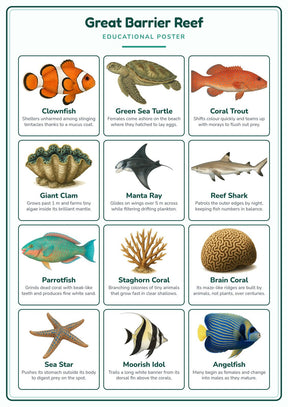 Great Barrier Reef: A4 Matte Laminated Educational Poster Print - 210x297mm