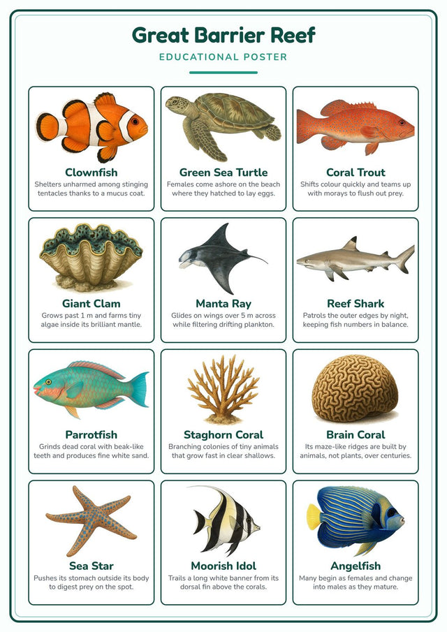 Great Barrier Reef: A4 Matte Laminated Educational Poster Print - 210x297mm