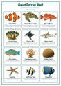 Great Barrier Reef: A4 Matte Laminated Educational Poster Print - 210x297mm