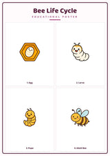Bee Life Cycle: A4 Matte Laminated Educational Poster Print - 210x297mm
