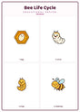 Bee Life Cycle: A4 Matte Laminated Educational Poster Print - 210x297mm