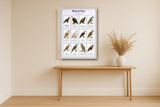 Birds of Prey: A4 Matte Laminated Educational Poster Print - 210x297mm
