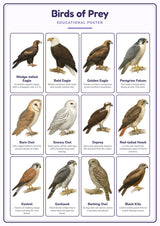 Birds of Prey: A4 Matte Laminated Educational Poster Print - 210x297mm