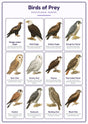 Birds of Prey: A4 Matte Laminated Educational Poster Print - 210x297mm