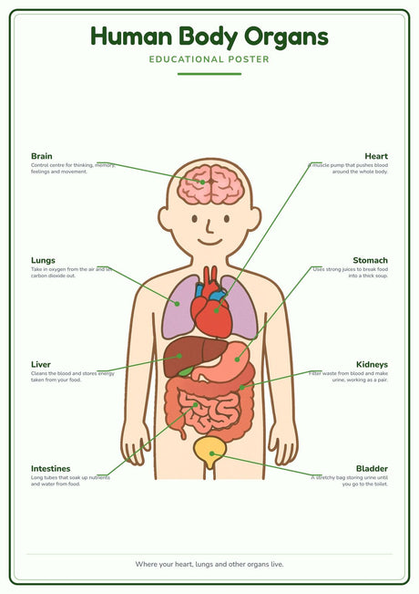 Human Body Organs: A4 Matte Laminated Educational Poster Print - 210x297mm
