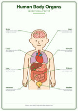 Human Body Organs: A4 Matte Laminated Educational Poster Print - 210x297mm