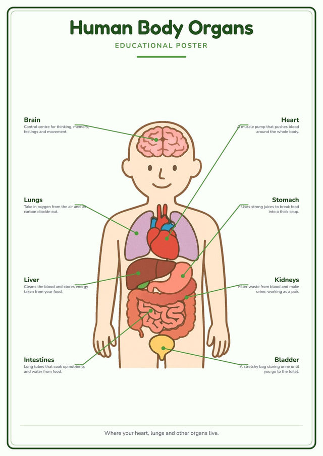Human Body Organs: A4 Matte Laminated Educational Poster Print - 210x297mm