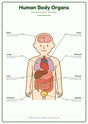 Human Body Organs: A4 Matte Laminated Educational Poster Print - 210x297mm