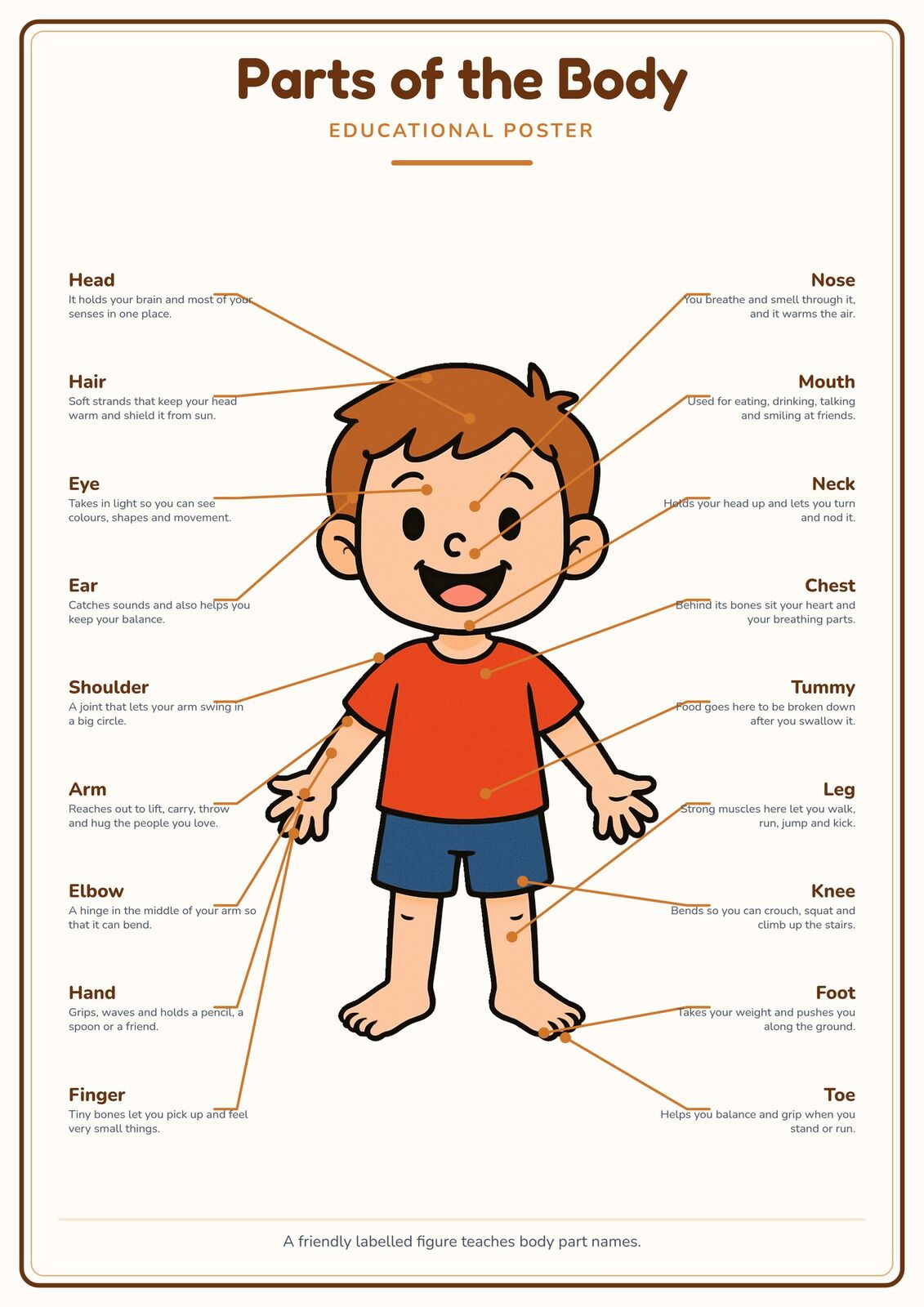 Parts of the Body: A4 Matte Laminated Educational Poster Print - 210x297mm
