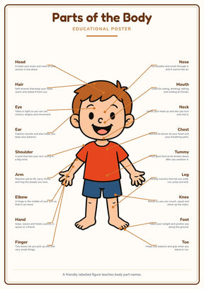 Parts of the Body: A4 Matte Laminated Educational Poster Print - 210x297mm
