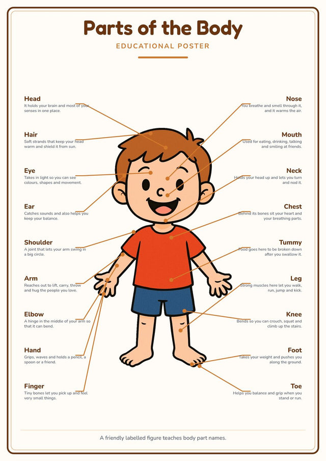 Parts of the Body: A4 Matte Laminated Educational Poster Print - 210x297mm