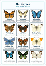 Butterflies: A4 Matte Laminated Educational Poster Print - 210x297mm