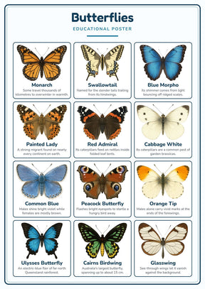 Butterflies: A4 Matte Laminated Educational Poster Print - 210x297mm